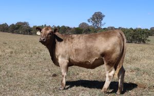 Top Quality Stud Heifers (Joined)