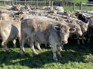 Commercial Heifers Available.
